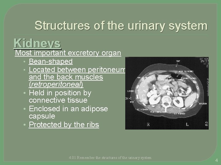 Structures of the urinary system Kidneys Most • • • important excretory organ Bean-shaped
