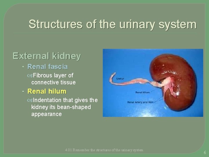 Structures of the urinary system External kidney • Renal fascia Fibrous layer of connective