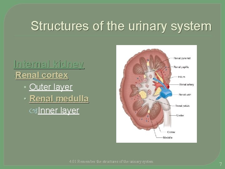 Structures of the urinary system Internal kidney Renal cortex • Outer layer • Renal