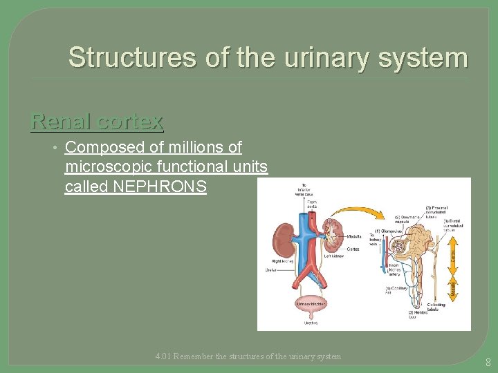 Structures of the urinary system Renal cortex • Composed of millions of microscopic functional