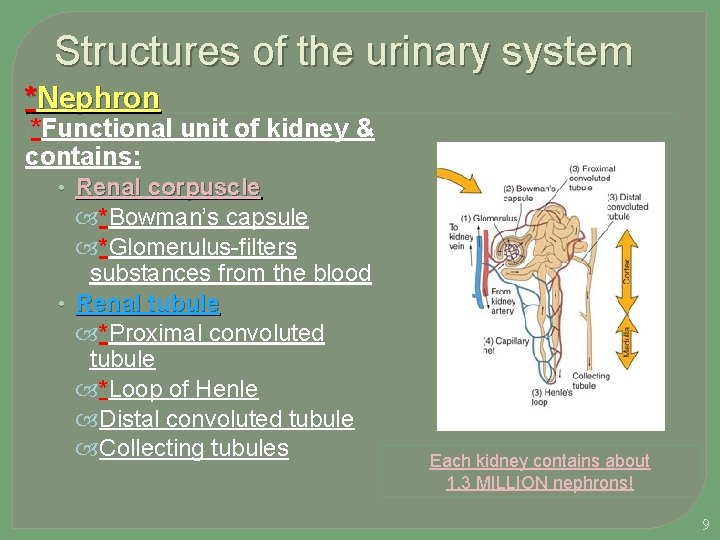 Structures of the urinary system *Nephron *Functional contains: unit of kidney & • Renal