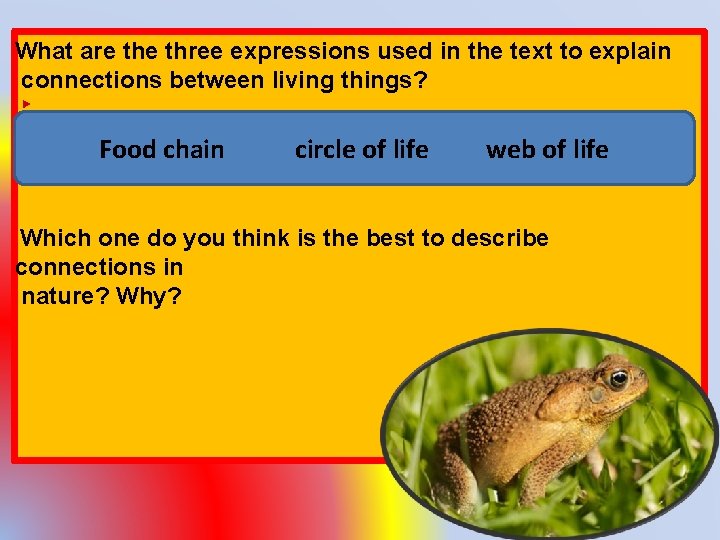What are three expressions used in the text to explain connections between living things?