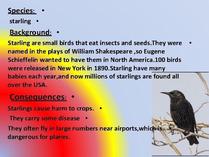 Species: • starling • Background: • Starling are small birds that eat insects and