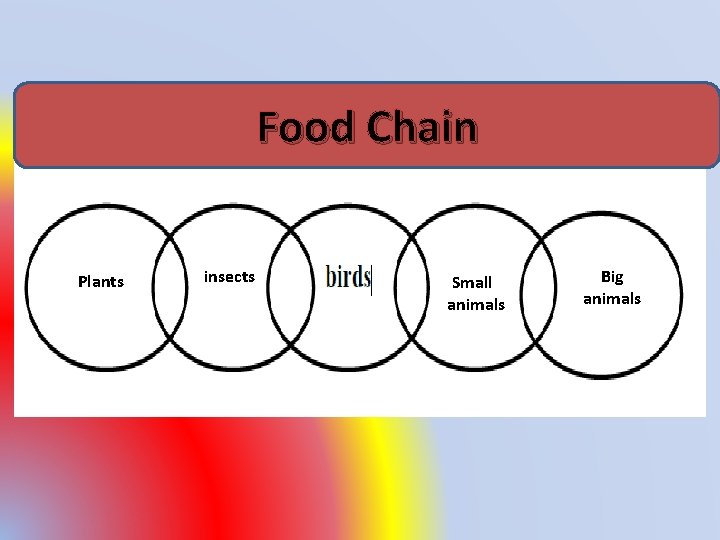 Food Chain Plants insects Small animals Big animals 