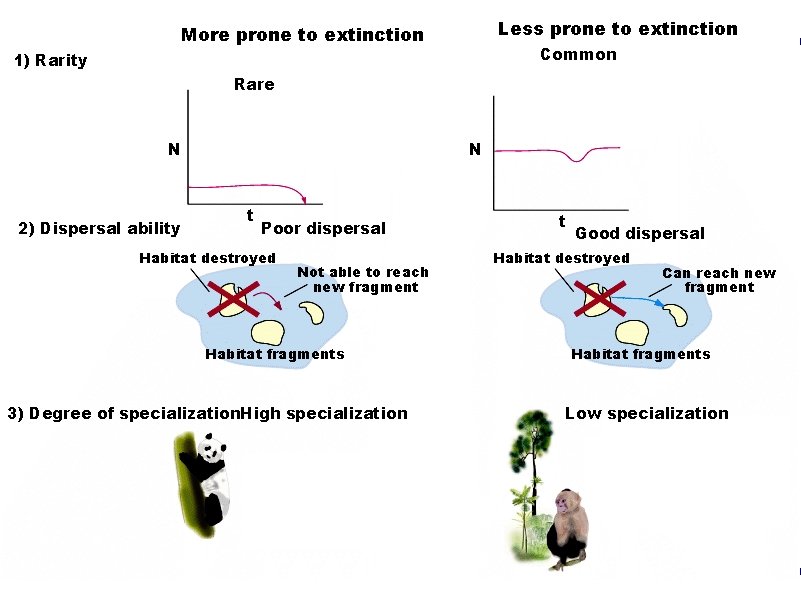 Less prone to extinction More prone to extinction Common 1) Rarity Rare N 2)