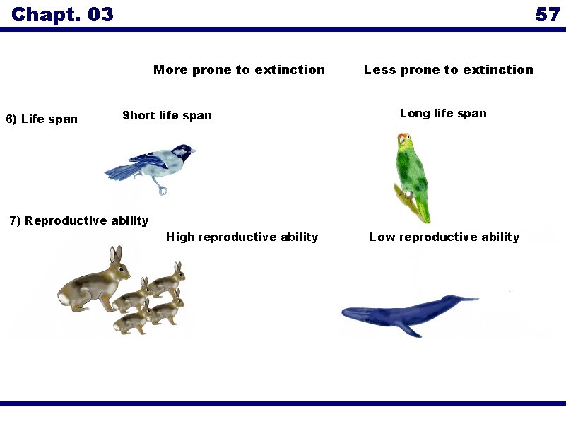 Chapt. 03 57 More prone to extinction 6) Life span Short life span Less