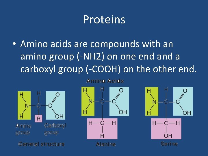 Proteins • Amino acids are compounds with an amino group (-NH 2) on one