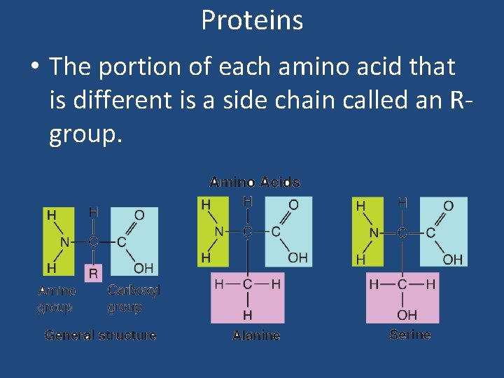 Proteins • The portion of each amino acid that is different is a side