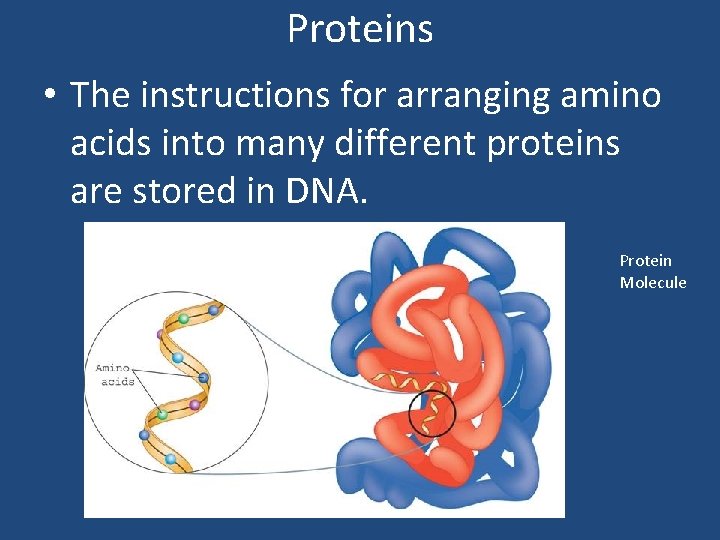 Proteins • The instructions for arranging amino acids into many different proteins are stored