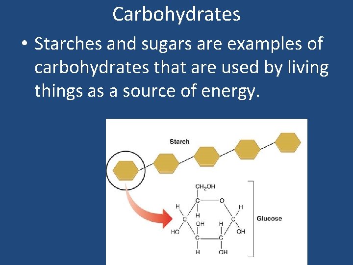 Carbohydrates • Starches and sugars are examples of carbohydrates that are used by living