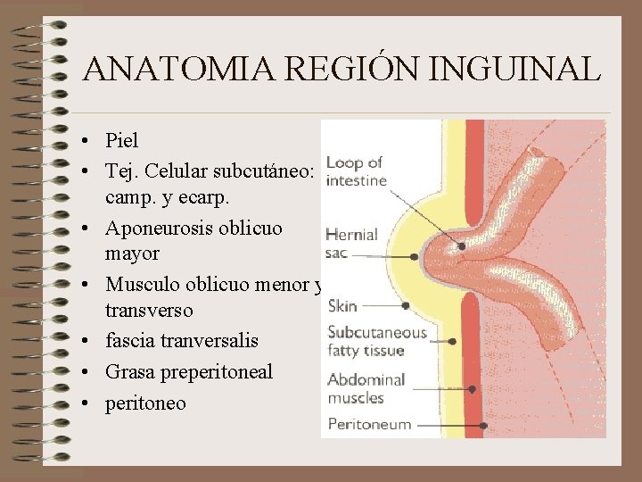 ANATOMIA REGIÓN INGUINAL • Piel • Tej. Celular subcutáneo: camp. y ecarp. • Aponeurosis