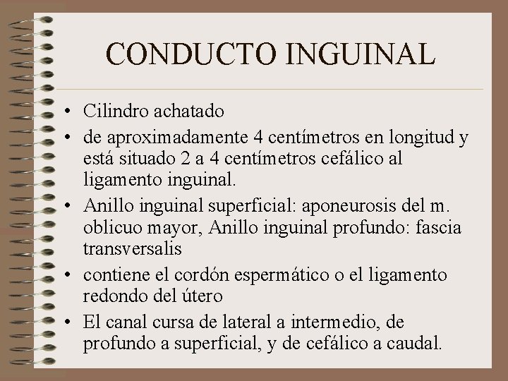 CONDUCTO INGUINAL • Cilindro achatado • de aproximadamente 4 centímetros en longitud y está