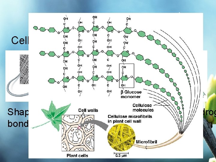 Types of Polysaccharides Cellulose Shape: Straight/Unbranched and can form hydrog bonds with near by