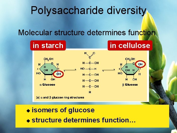 Polysaccharide diversity Molecular structure determines function in starch in cellulose isomers of glucose u