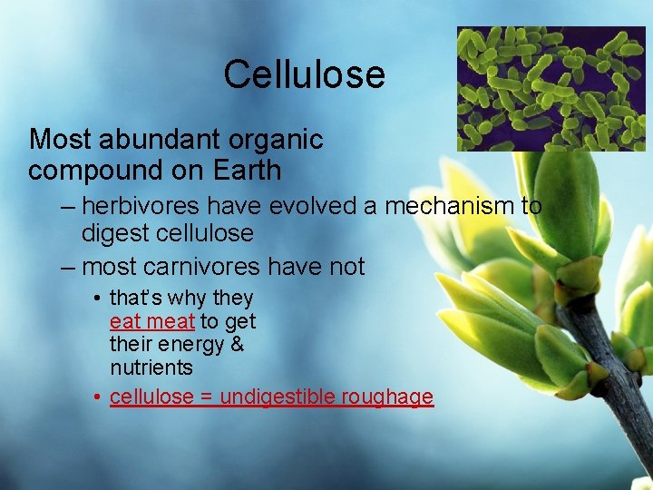 Cellulose Most abundant organic compound on Earth – herbivores have evolved a mechanism to