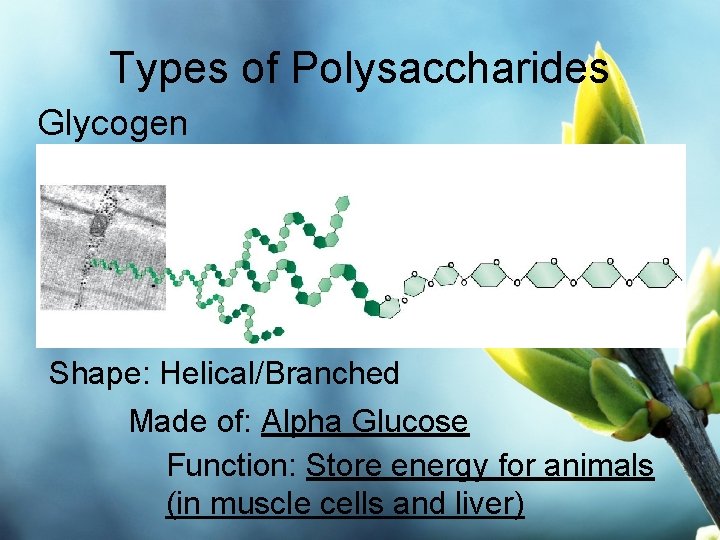 Types of Polysaccharides Glycogen Shape: Helical/Branched Made of: Alpha Glucose Function: Store energy for