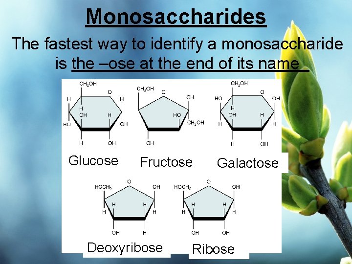 Monosaccharides The fastest way to identify a monosaccharide is the –ose at the end