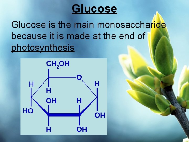 Glucose is the main monosaccharide because it is made at the end of photosynthesis