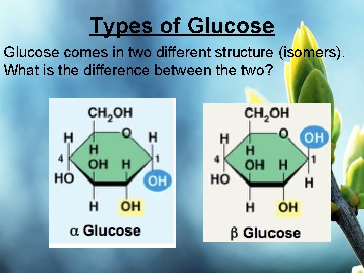 Types of Glucose comes in two different structure (isomers). What is the difference between
