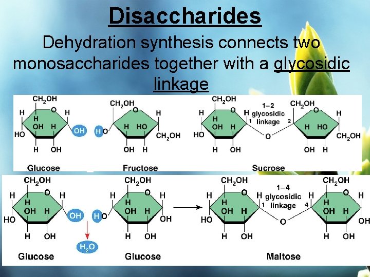 Disaccharides Dehydration synthesis connects two monosaccharides together with a glycosidic linkage 