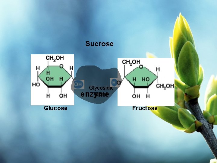 Sucrose Glycosidic Bond enzyme Glucose Fructose 