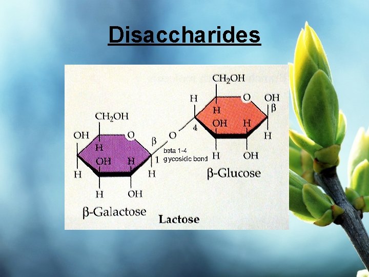 Disaccharides 