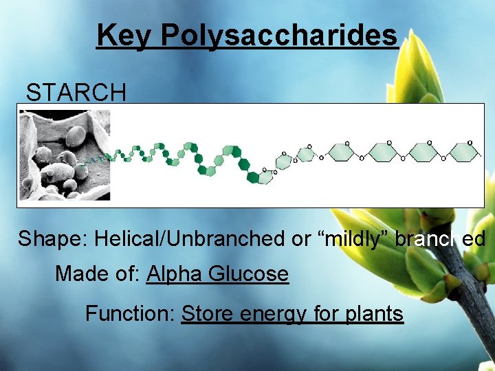 Key Polysaccharides STARCH Shape: Helical/Unbranched or “mildly” branched Made of: Alpha Glucose Function: Store