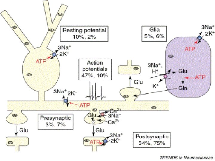 Biological Basis for the Blood Oxygenation Level Dependent