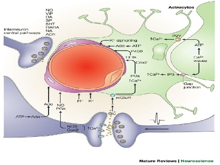 Biological Basis for the Blood Oxygenation Level Dependent