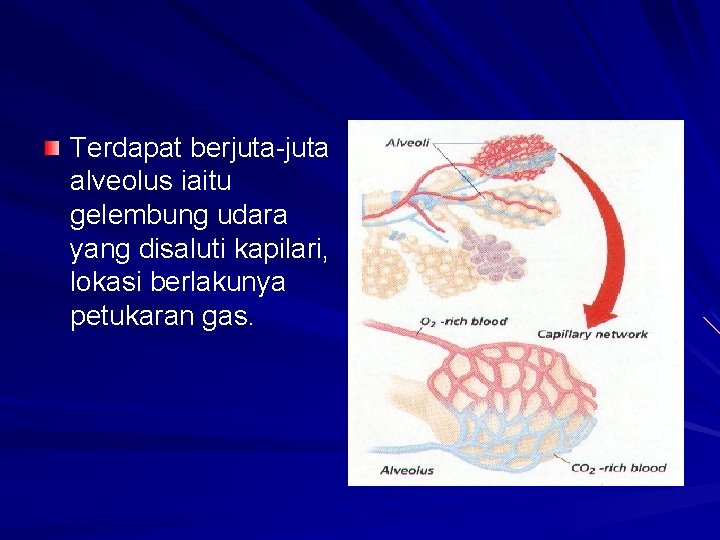 Terdapat berjuta-juta alveolus iaitu gelembung udara yang disaluti kapilari, lokasi berlakunya petukaran gas. 