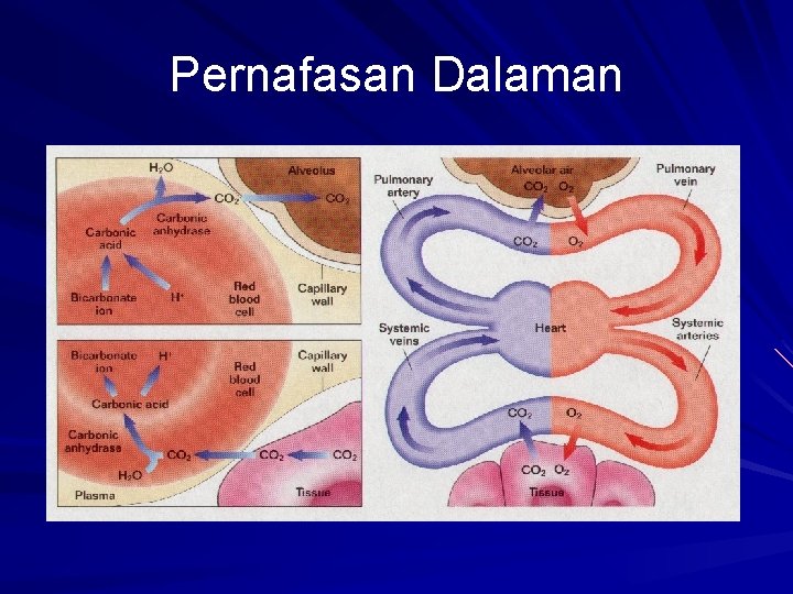 Pernafasan Dalaman 