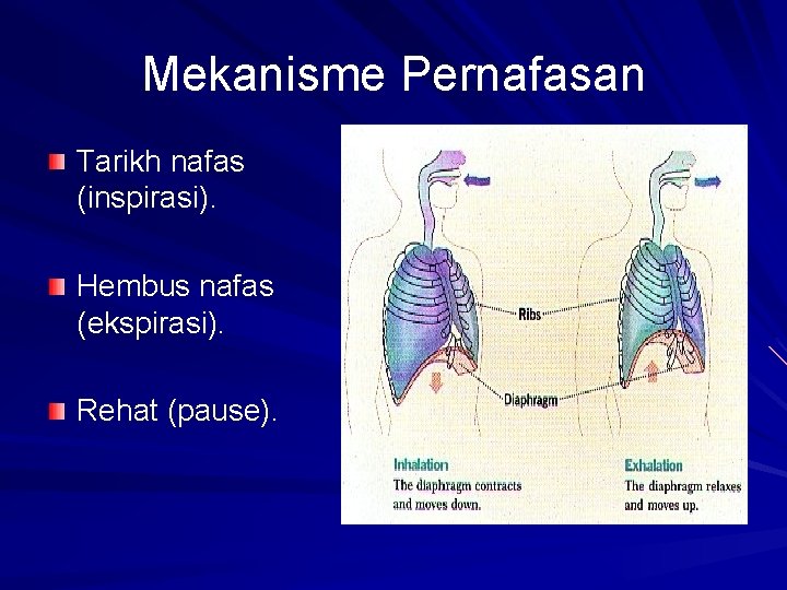 Mekanisme Pernafasan Tarikh nafas (inspirasi). Hembus nafas (ekspirasi). Rehat (pause). 