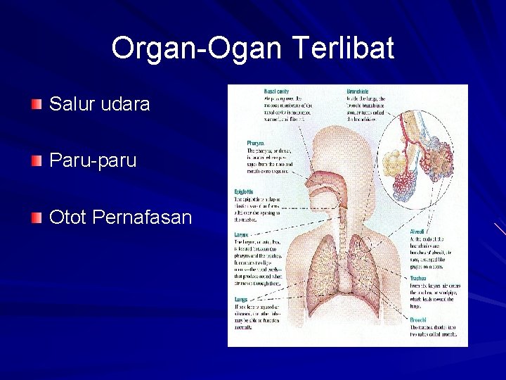 Organ-Ogan Terlibat Salur udara Paru-paru Otot Pernafasan 