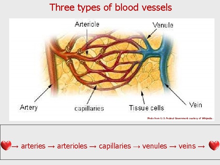 Three types of blood vessels Photo from U. S. Federal Government courtesy of Wikipedia.