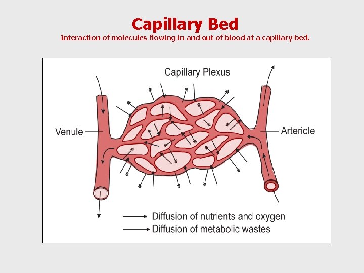 Capillary Bed Interaction of molecules flowing in and out of blood at a capillary