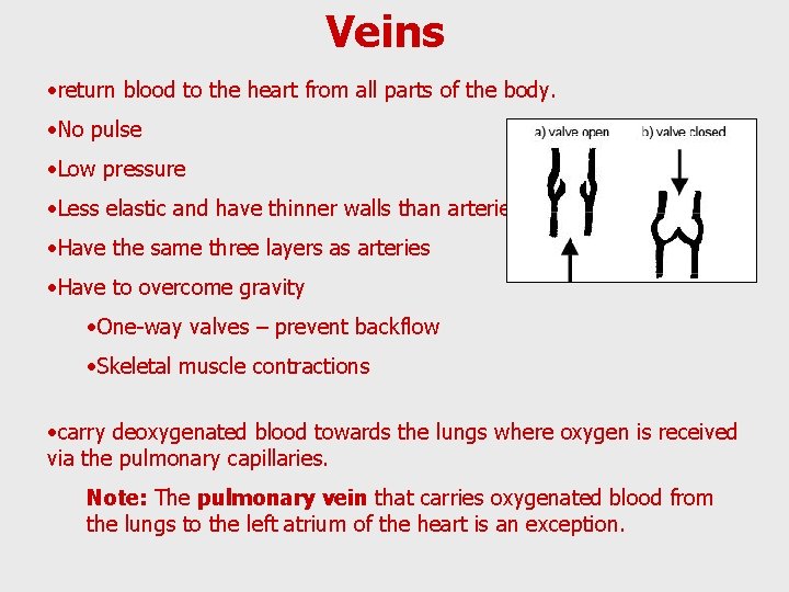 Veins • return blood to the heart from all parts of the body. •