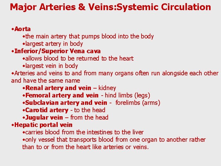 Major Arteries & Veins: Systemic Circulation • Aorta • the main artery that pumps