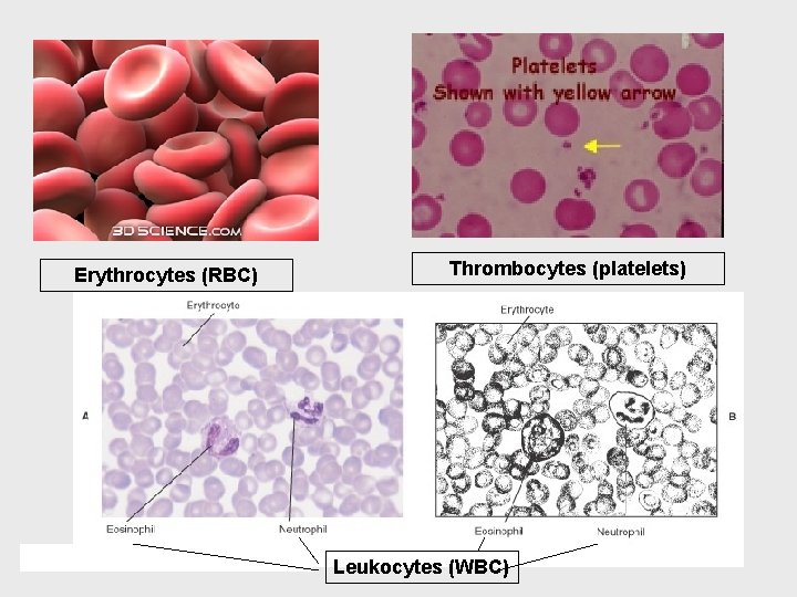 Erythrocytes (RBC) Thrombocytes (platelets) Leukocytes (WBC) 