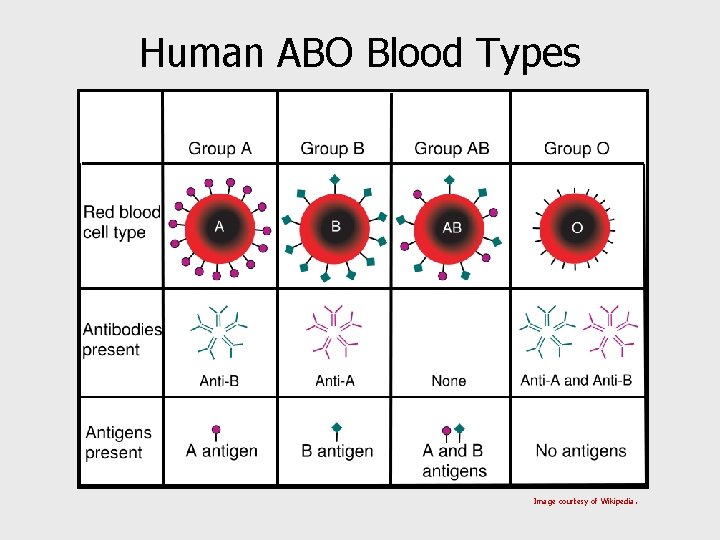 Human ABO Blood Types Image courtesy of Wikipedia. 