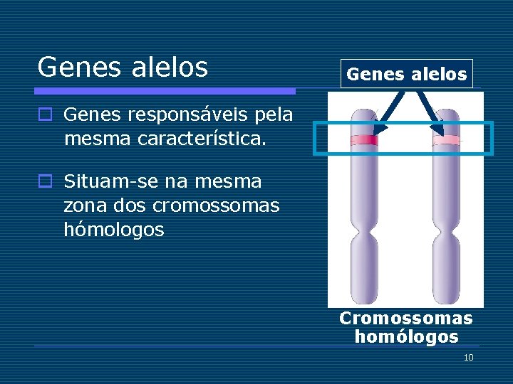 Genes alelos o Genes responsáveis pela mesma característica. o Situam-se na mesma zona dos