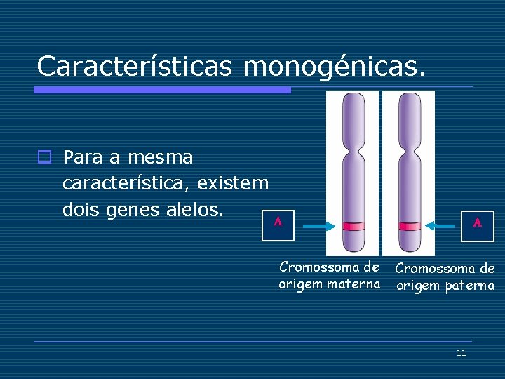 Características monogénicas. o Para a mesma característica, existem dois genes alelos. A Cromossoma de