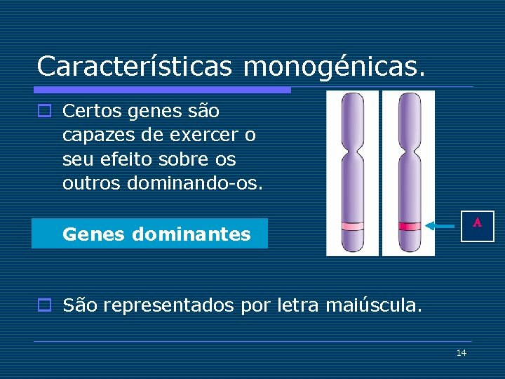 Características monogénicas. o Certos genes são capazes de exercer o seu efeito sobre os