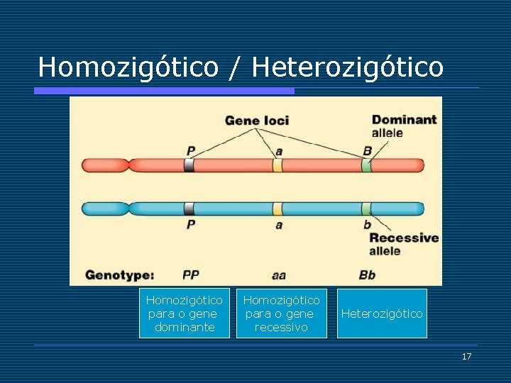 Homozigótico / Heterozigótico Homozigótico para o gene dominante Homozigótico para o gene recessivo Heterozigótico