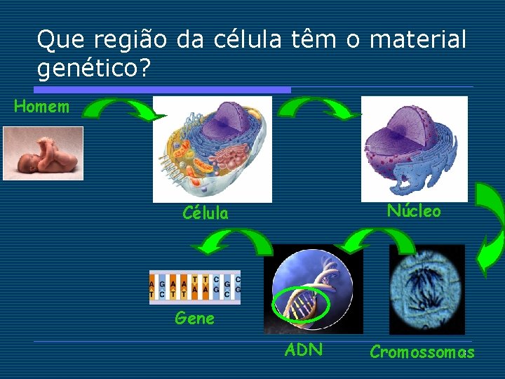 Que região da célula têm o material genético? Homem Núcleo Célula Gene ADN 3