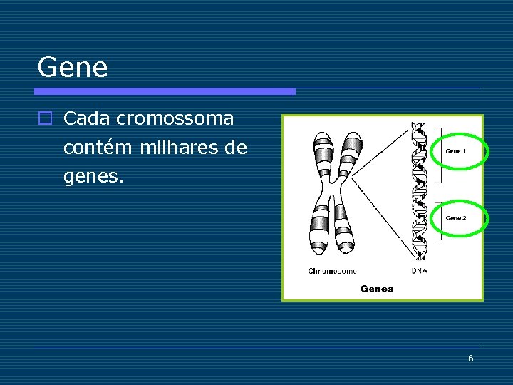 Gene o Cada cromossoma contém milhares de genes. 6 