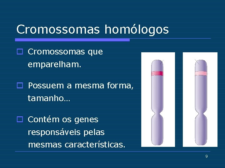 Cromossomas homólogos o Cromossomas que emparelham. o Possuem a mesma forma, tamanho… o Contém