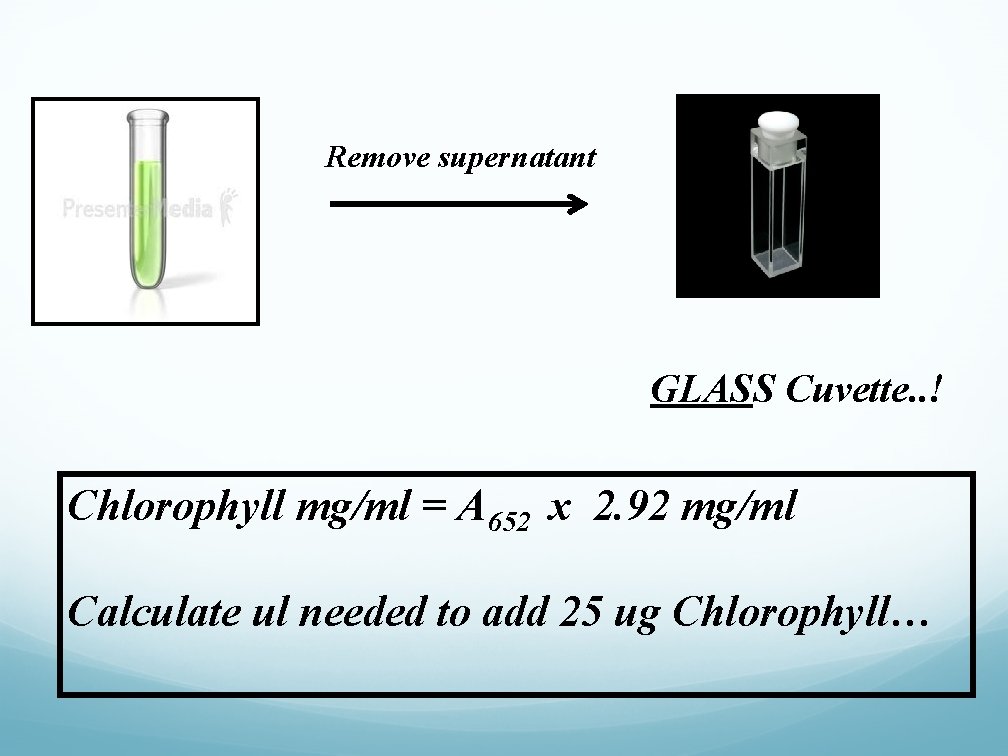 Remove supernatant GLASS Cuvette. . ! Chlorophyll mg/ml = A 652 x 2. 92