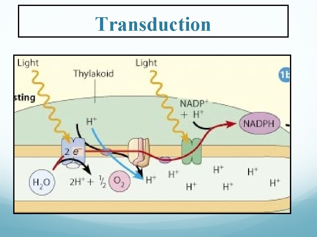 Transduction 