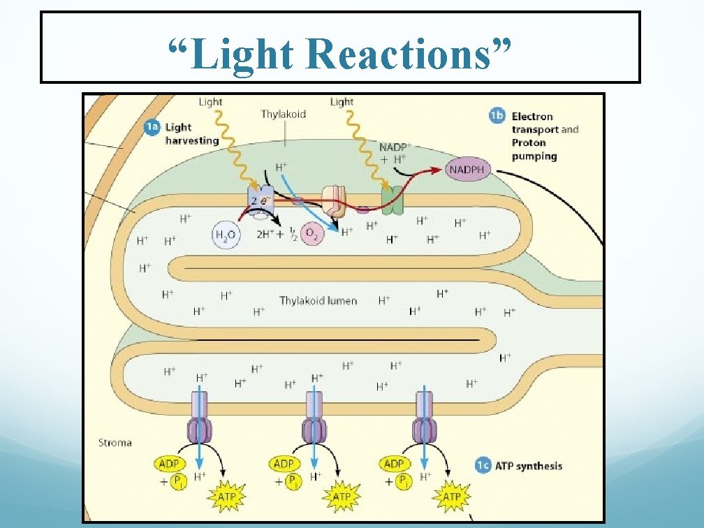 “Light Reactions” 