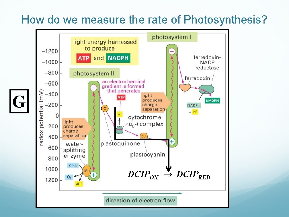 How do we measure the rate of Photosynthesis? G DCIPOX DCIPRED 